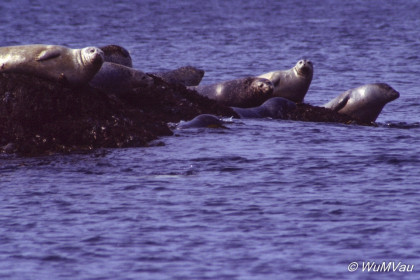 134x_Canada-Osten-Nova-Scotia_Digby-Neck