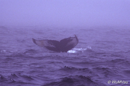 135_Canada-Osten-Nova-Scotia_Wale-vor-Long-Iland