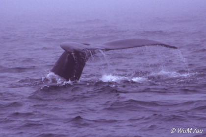 136_Canada-Osten-Nova-Scotia_Wale-vor-Long-Iland