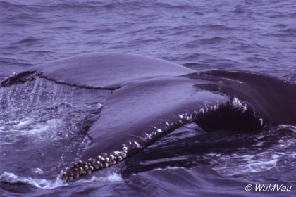 137_Canada-Osten-Nova-Scotia_Wale-vor-Long-Iland