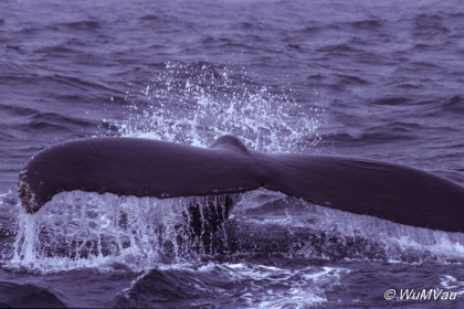 138_Canada-Osten-Nova-Scotia_Wale-vor-Long-Iland