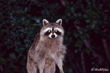 158_Canada-Osten-Ontario-Toronto