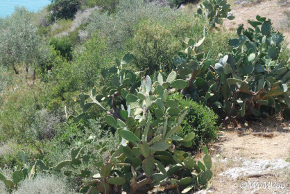 2007-06-02_11_48_15DSC_0015