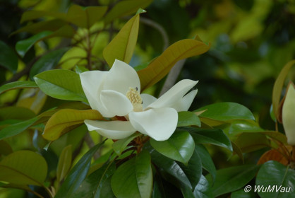 2007-06-05_11_41_46DSC_0054