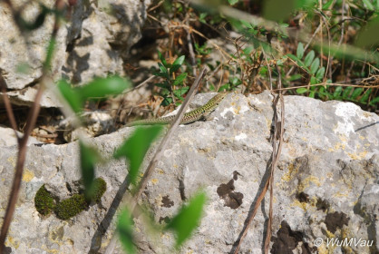 2007-06-05_15_15_44DSC_0076