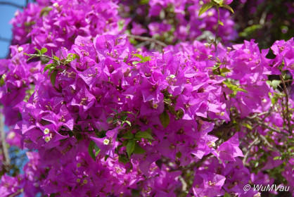 2007-06-06_16_59_46DSC_0188