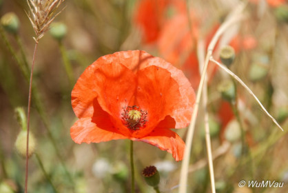 2007-06-12_12_31_30DSC_0055