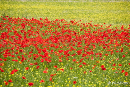 2007-06-20_13_13_48DSC_0136