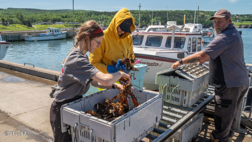 Aussortieren der Hummerweibchen