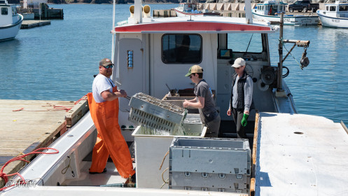 Ausladen des Fangs in Arisaig