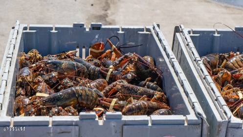 Hummerfang in Arisaig