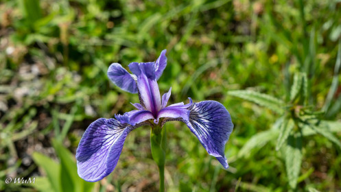 Lilie Lighthouse-Trail Louisbourg