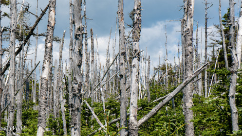 "Wald" am Lighthouse-Trail Louisbourg