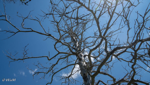 Toter Baum am Lighthouse-Trail Louisbourg