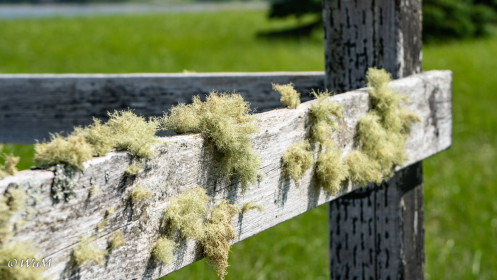 Geländer am Trail Main à Dieu