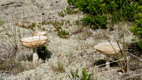 Pilze am Trail Main à Dieu