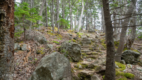 Trail Freshwater Lake Look-off, Cape Breton NP
