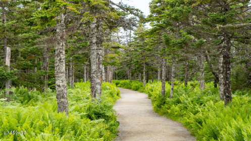 Skyline Trail Cape Breton