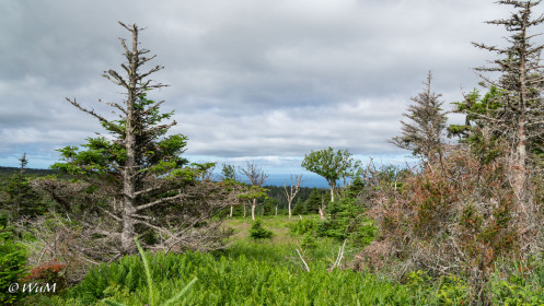 Skyline Trail Cape Breton