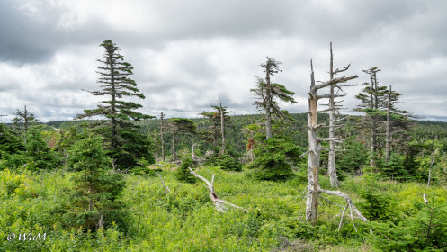 Skyline Trail Cape Breton
