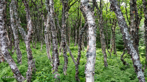 Birkenwald Cape Breton