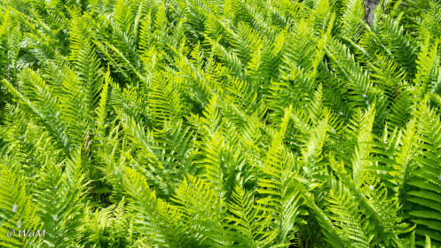 Farnwiese Cape Breton