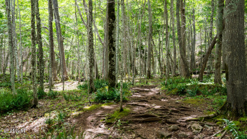 Trail MacIntosh Brook Cape Breton