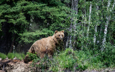 Alaska 2019 – mit dem Kanu unterwegs am Beavercreek