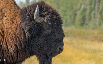 Wood Buffalo NP