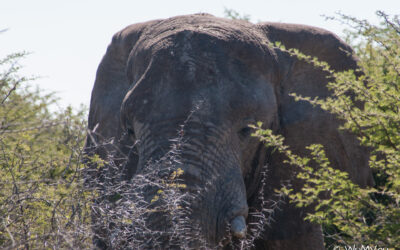 Etosha NP